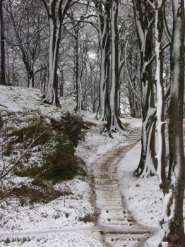 Skeoch woods in winter