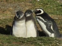 Magellanic Penguins on Magdalena Is., Chile