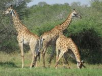 3 giraffen in het Krugerpark