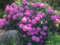 Rhododendron