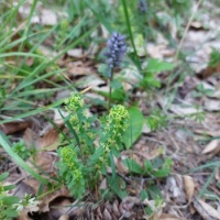 Svízel jarní Galium vernum