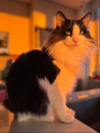 Benito! My GrandCat.