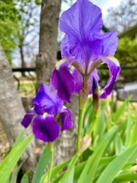 Irises Are Up!