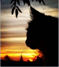 Kočka_Cat