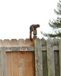 King of the Fence 