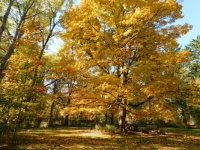 The Golden Tree