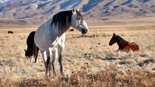 Wild horses in Utah West Desert 2015