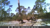 Florida Tom Turkeys