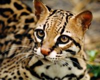 The REAL ocelot