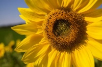 sun flower