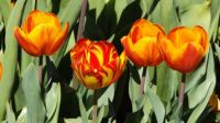 Tulips Floriade 2016