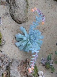 Desert Garden