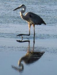 GREAT BLUE HERON searching for food