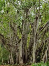 Banyan Tree Ringling Museum Sarasota Florida