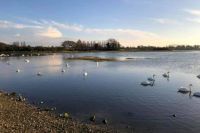 Swans at Bosham