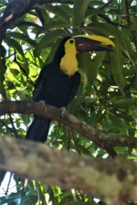 Another toucan