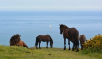 Dartmoor ponies at Rame Head, Cornwall