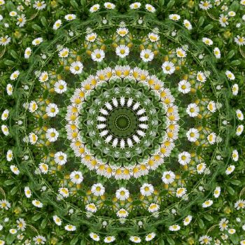 kaleidoscope 391 daisies again small