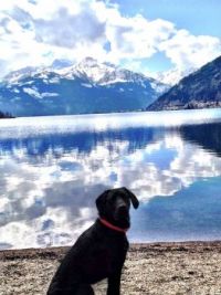 my dog and my home - kaprun - austria