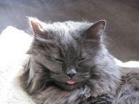 Little Kitty...taking a nap with her tongue out!