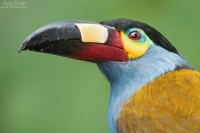 TOUCAN 🦜