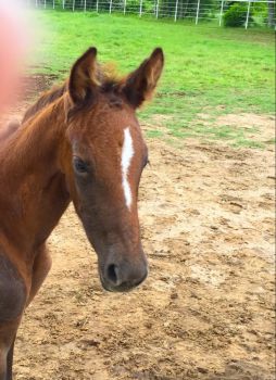 Newborn colt on the Diamond 4 Ranch 2015