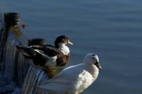 Par de patos