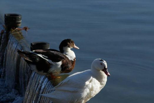 Par de patos