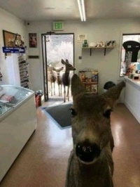 Deer in the Store