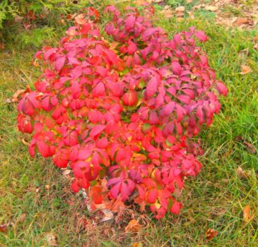 Flame Bush during its first Fall