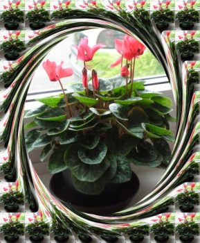 Brambořík...  Cyclamen...