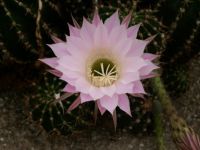 Beauty of cactus - Echinopsis