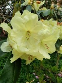 Rhododendron Crest