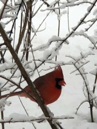 A Cardinal in the Snow
