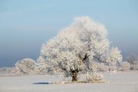 SNOW TREE
