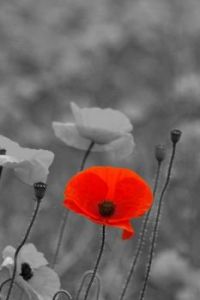 Poppy