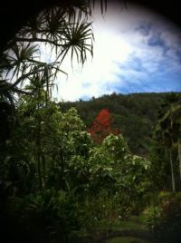 Red Tree on Maui