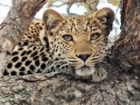 Leopard from Djuma