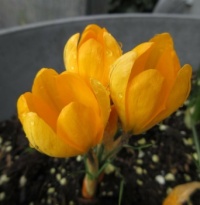 Crocus in the "Lasagna" tub....
