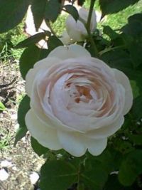 soft white rose