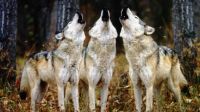 |MEDIUM | 3 Wolfs Howling