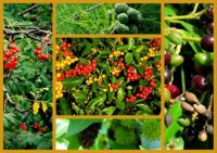 autumn: berries and other plants