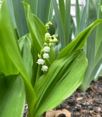 Bobbie's Lily of the Valley