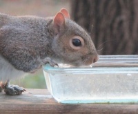 Squirrel drinkin