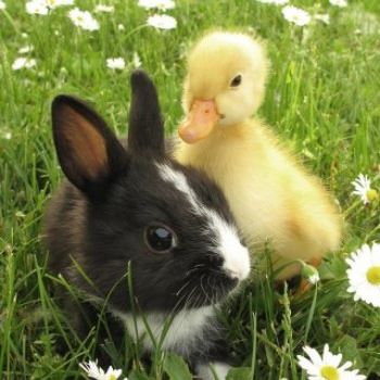 Bunny and Duckling