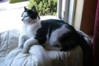 Our cat, Skipper, in 2010