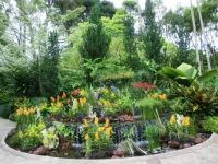 Singapore Botanical garden