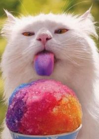 kitty licking snowcone