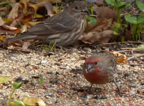 DETERMINED HOUSE FINCH & OBSERVER