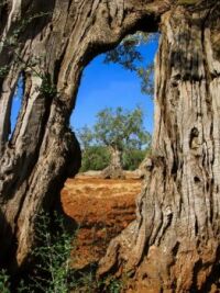 Centuries old olive trees in the Italian Region of Puglia.